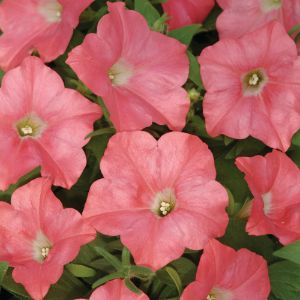 Petunias (Easy Wave)